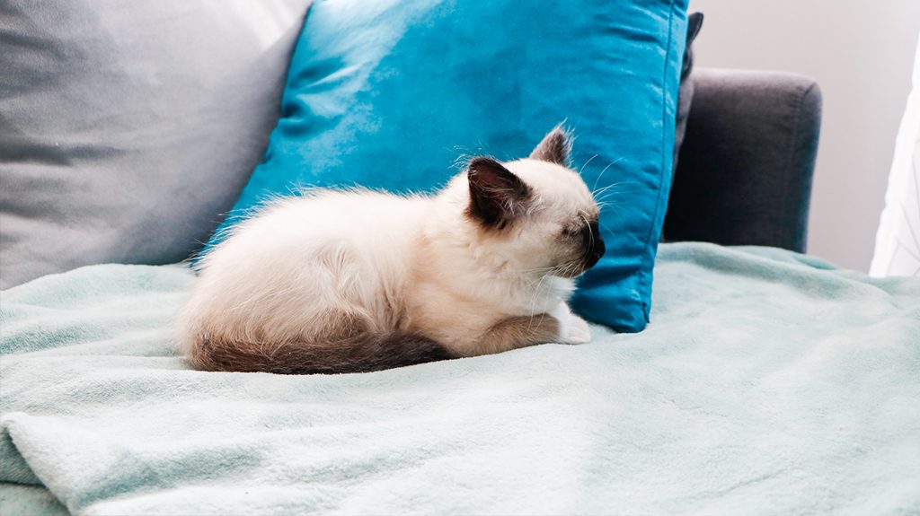 Bien-préparer-l'arrivée-de-son-chaton-sur-canapé-yeux-bleux