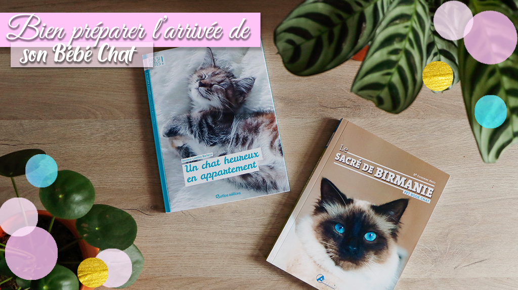 Bien-préparer-l'arrivée-de-son-chaton