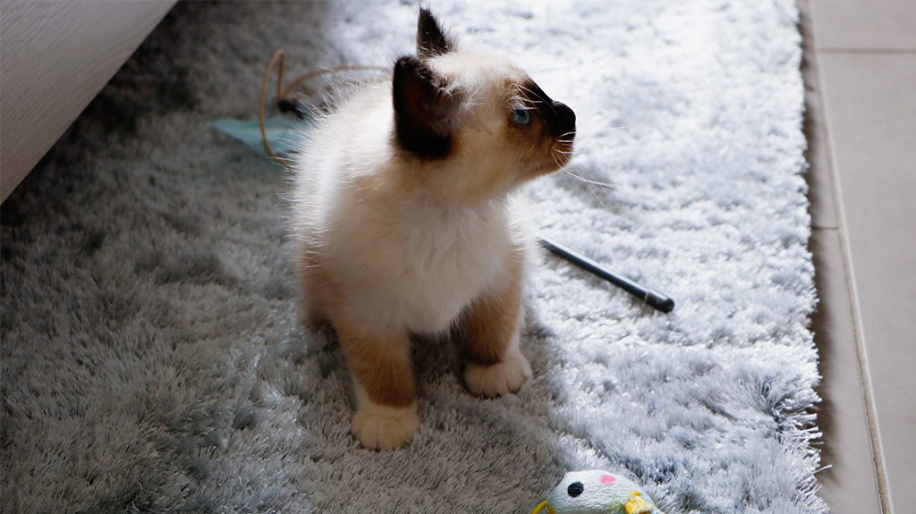 Chaton-sacré-de-birmanie-bien-préparer-son-arrivée