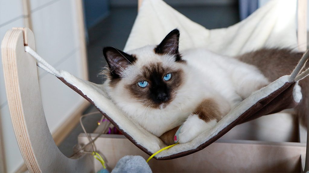 hamac-chat-sacré-de-birmanie-préparer-son-arrivée