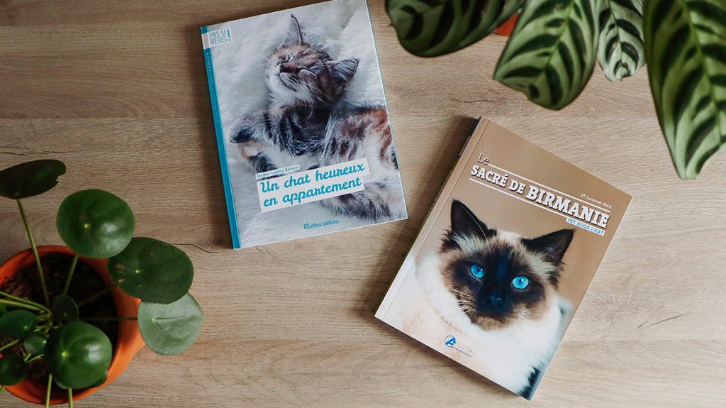 livre-chat-en-appartement-bein-préparer-l'arrivée-de-son-chat