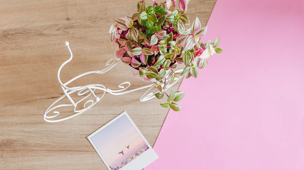 misere-fluminensis-photo-oiseaux-blog-beaute-bio-green-lifestyle